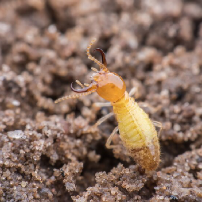 TERMITE CONTROL