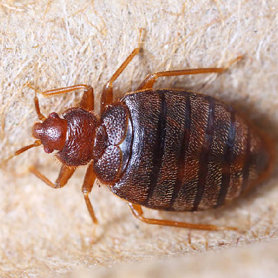 BED BUGS CONTROL