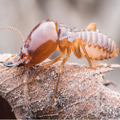  TERMITE EXTERMINATION