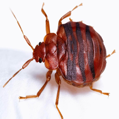 BED BUG CONTROL