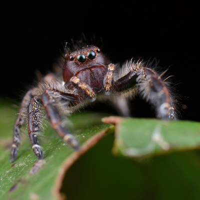 SPIDER MANAGEMENT